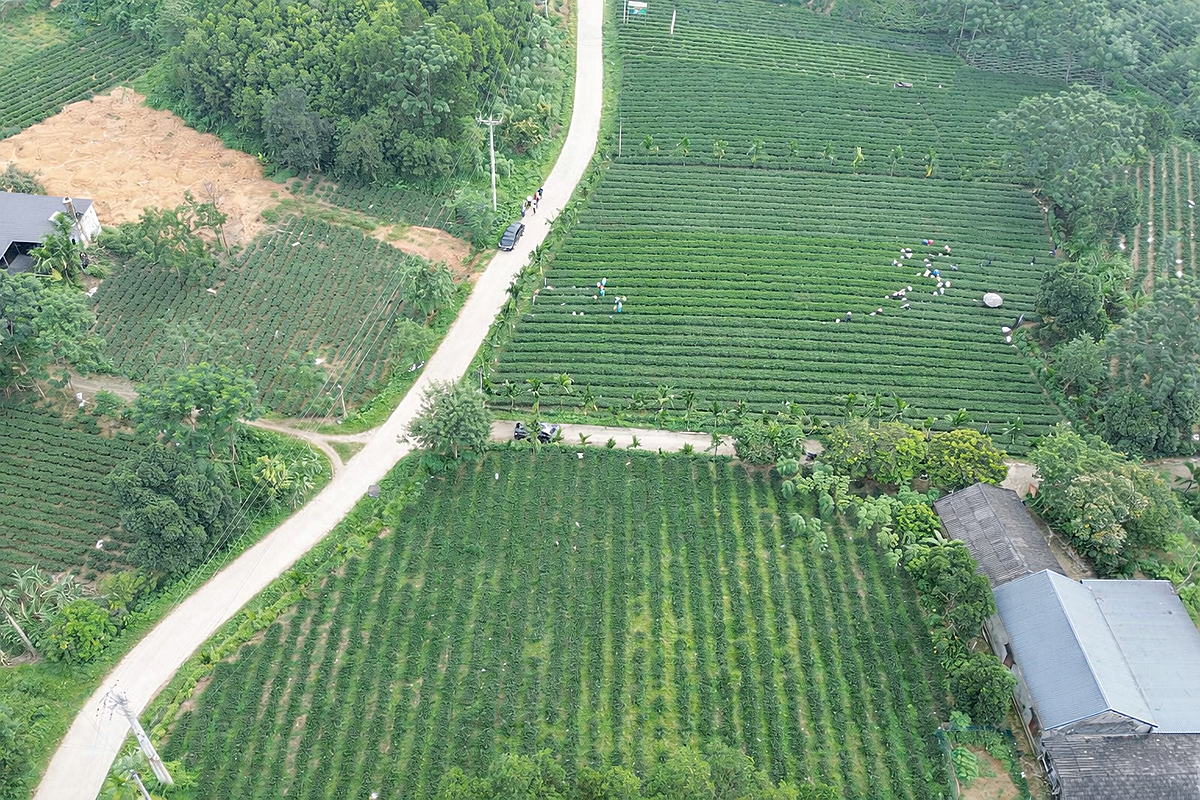 Kinh tế hàng hóa đang phát triển, thúc đẩy nông thôn mới ở Vô Tranh.