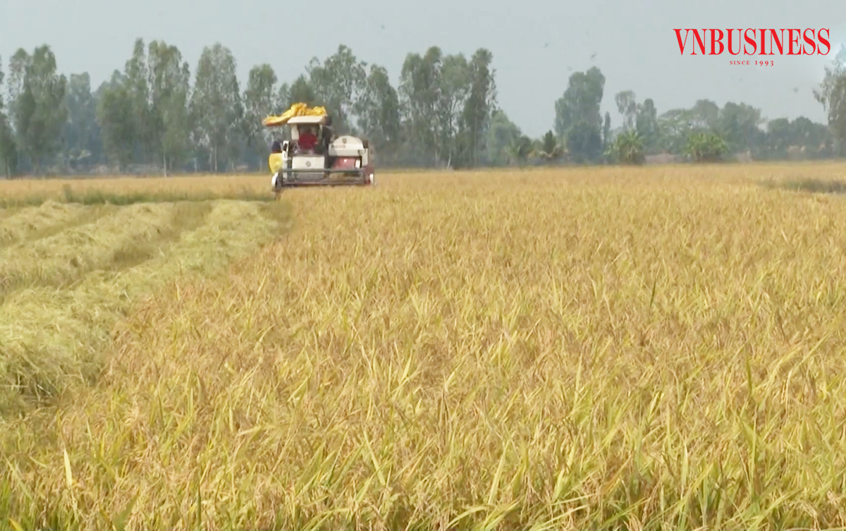 Các HTX đang thúc đẩy tái cơ cấu nông nghiệp theo chuỗi liên kết ở An Giang.
