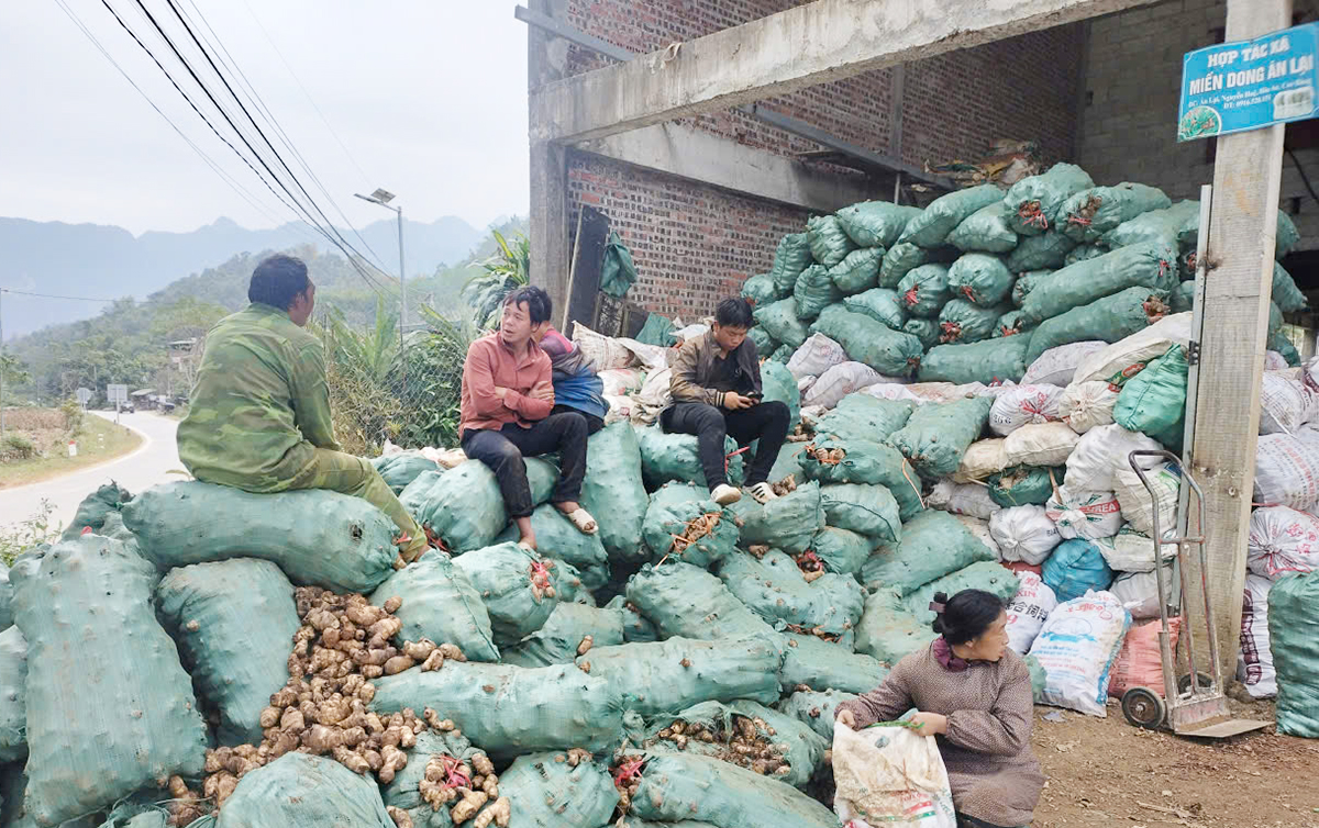 Cần tiếp tục phát huy vai trò liên kết, tổ chức sản xuất, kết nối thị trường của các HTX để giải bài toán thị trường cho dong riềng Cao Bằng.