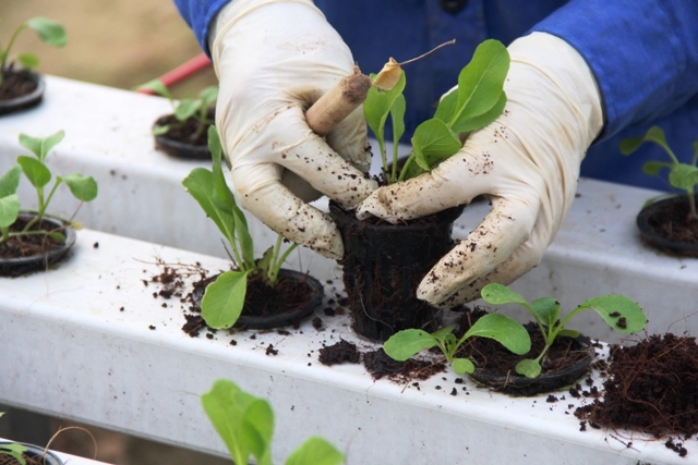 Nhiều HTX đã có những bước tiến mạnh trong ứng dụng công nghệ.