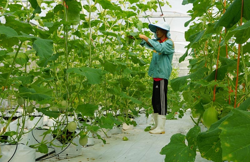 Khoa học công nghệ đã được đẩy mạnh ở nhiều địa phương.