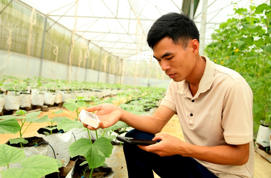 Ứng dụng công nghệ cao giúp anh Nguyễn Xuân Tiến cùng HTX Tiên Phong gặt hái thành công &lpar;Ảnh: BTQ&rpar;.