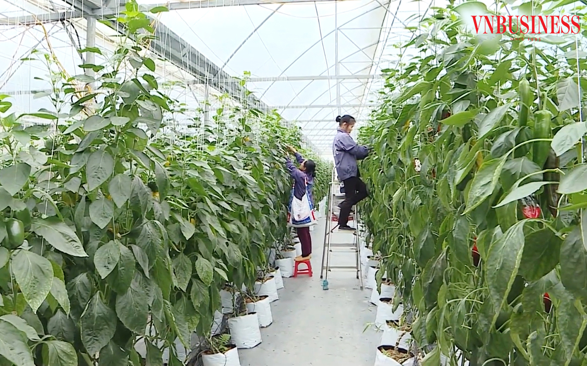 Không chỉ ở HTX Tiên Phong, phong trào khởi nghiệp sáng tạo đang lan rộng ở Tuyên Quang với nhiều mô hình HTX do người trẻ làm chủ ra đời.