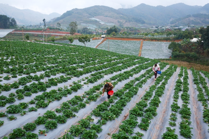 Nông nghiệp bền vững thúc đẩy nông thôn mới.