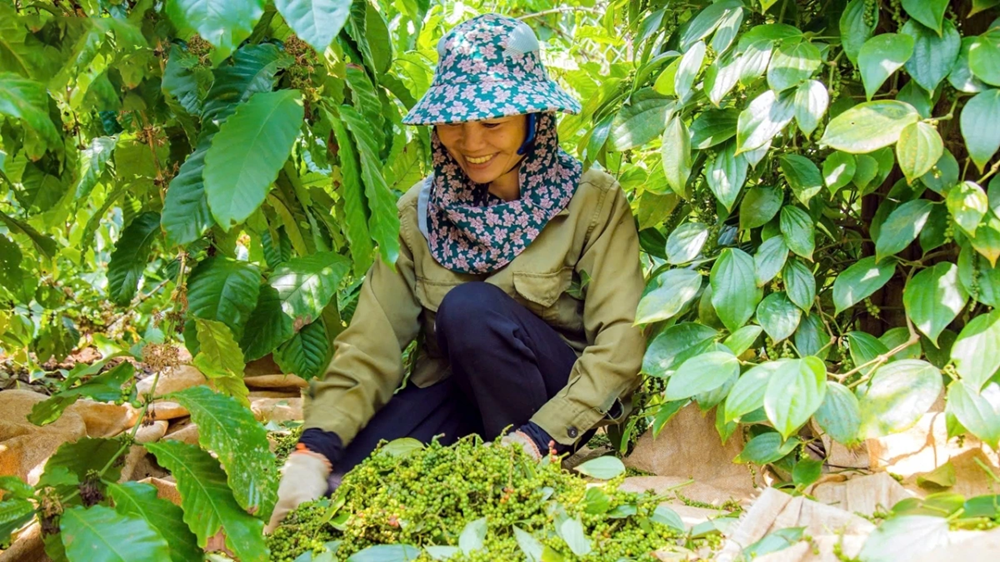 Giá tiêu tăng ở các vùng trồng.