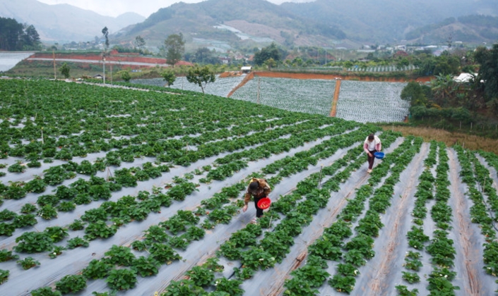 Nông nghiệp bền vững làm “đầu tàu” xây dựng nông thôn mới ở Sơn La