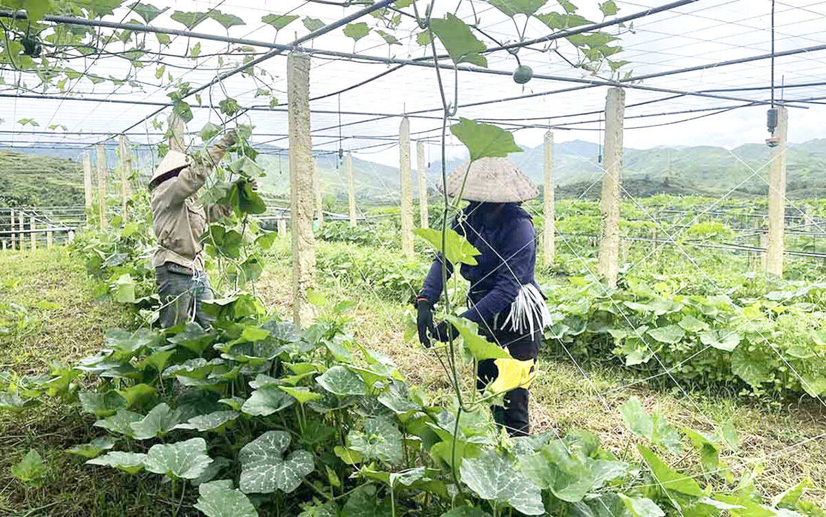 Ứng dụng công nghệ cao giúp HTX nâng cao hiệu quả sản xuất.