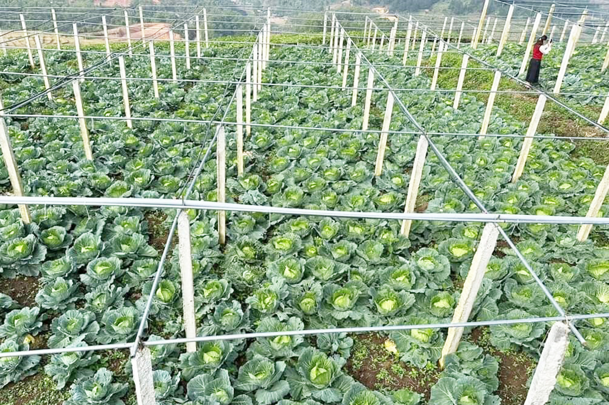 Sự chủ động trong hợp tác đã mở ra không gian phát triển mới cho các HTX ở Điện Biên.