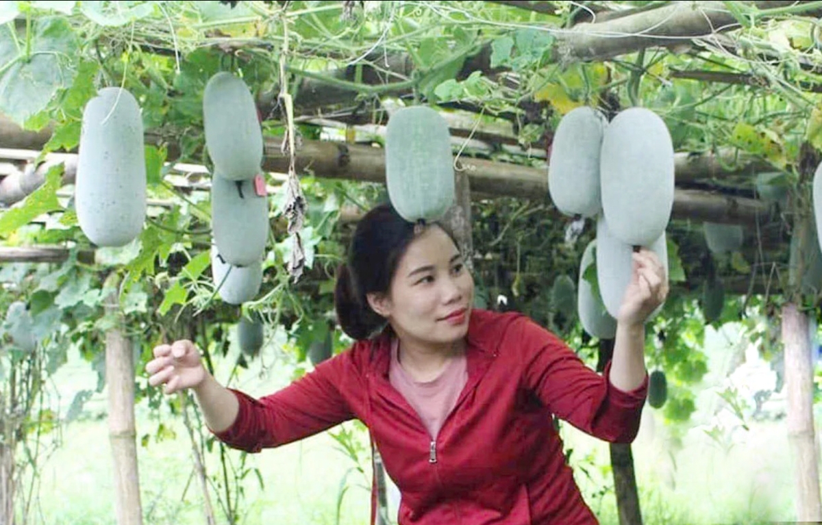 Ứng dụng khoa học công nghệ giúp HTX, nông dân trồng bí thơm ở Thượng Minh nâng cao hiệu quả.