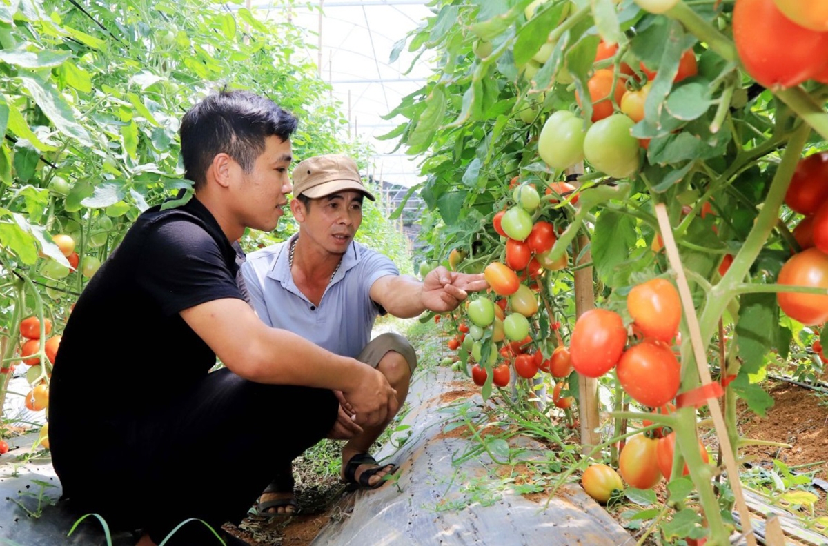 Thành công của các HTX công nghệ cao, HTX số là chìa khóa hút người trẻ khởi nghiệp với nông nghiệp.
