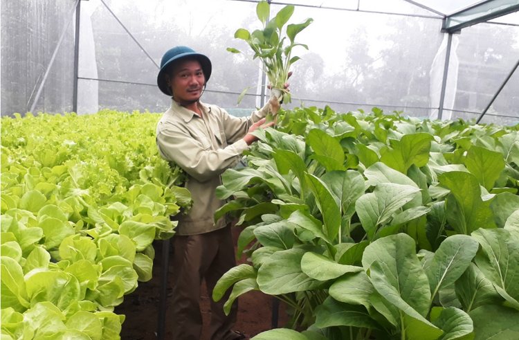 Nông nghiệp công nghệ cao được nhiều HTX đầu tư.