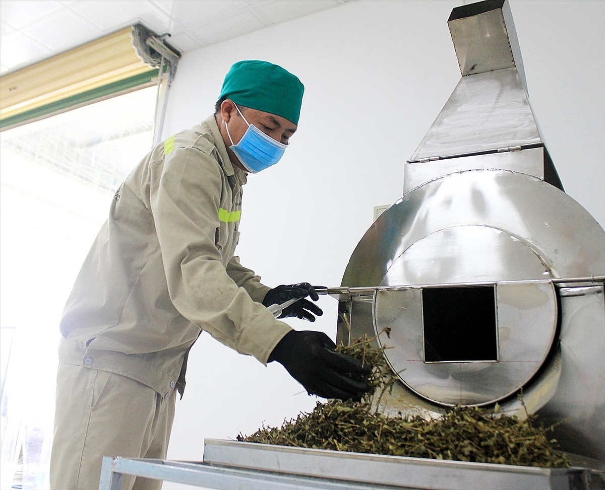 Đầu tư máy móc, áp dụng công nghệ trong sơ chế và chế biến dược liệu tại HTX Tĩnh Sáng Đường.
