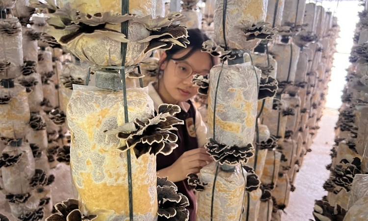Trồng nấm dưới mái pin mặt trời: Mô hình “2 trong 1” mở hướng nông nghiệp xanh