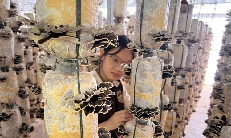 Trồng nấm dưới mái pin mặt trời: Mô hình “2 trong 1” mở hướng nông nghiệp xanh