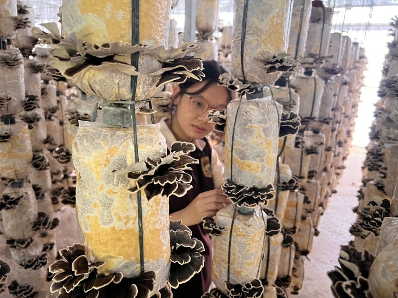 Trồng nấm dưới mái pin mặt trời: Mô hình “2 trong 1” mở hướng nông nghiệp xanh