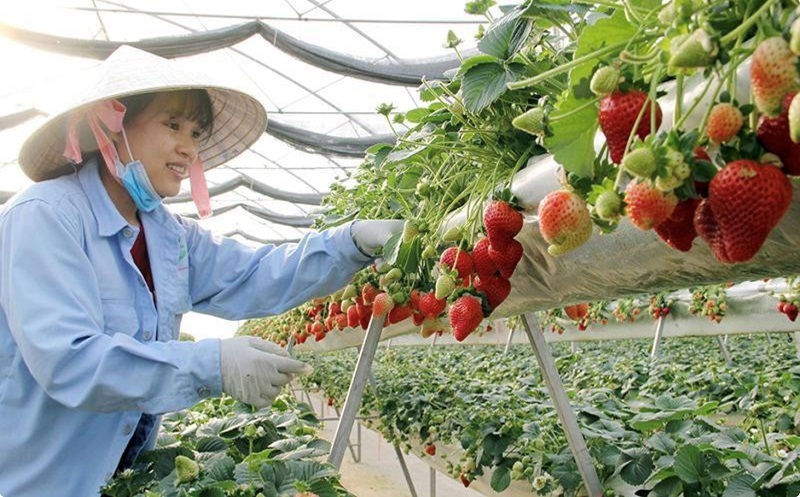 Việc thực hiện truy xuất nguồn gốc trong lĩnh vực nông nghiệp giúp các doanh nghiệp tạo ra sự minh bạch tuyệt đối về nguồn gốc sản phẩm.