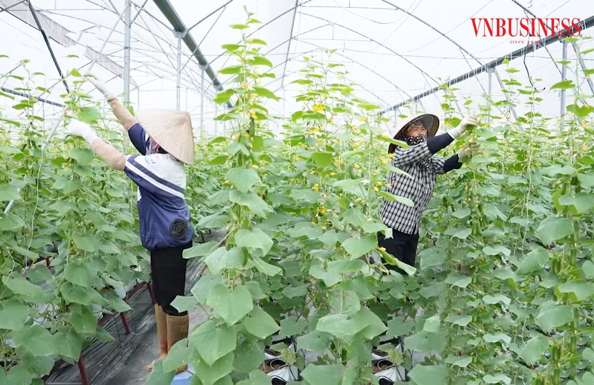 Nhiều HTX đang đẩy mạnh ứng dụng công nghệ vào sản xuất, số hóa khâu quản trị.