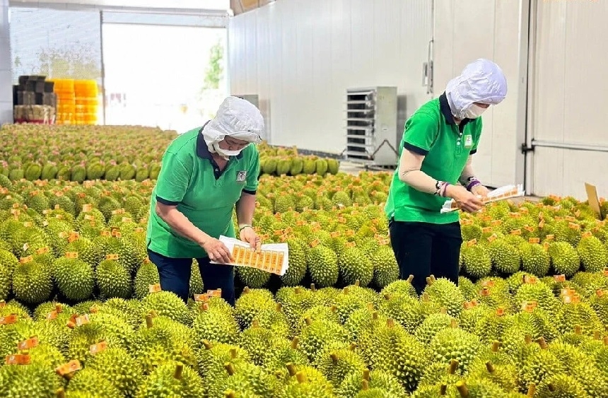 Thời gian qua, Cục Trồng trọt và Bảo vệ thực vật &lpar;Bộ Nông nghiệp và Môi trường&rpar; đã triển khai nhiều giải pháp hỗ trợ địa phương, đồng thời siết chặt công tác quản lý, sử dụng mã số vùng trồng.