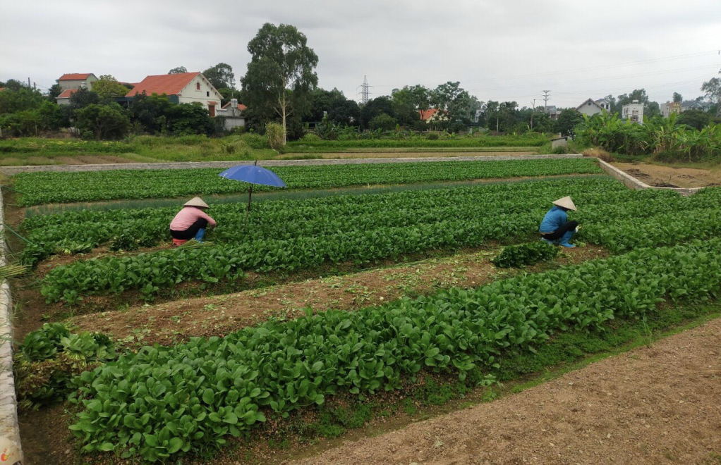 Rau được trồng từ phân trùn quế cho giá trị kinh tế cao.