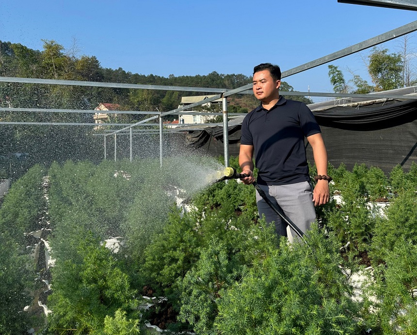 Anh Hoàng Ngọc Vũ khởi nghiệp thành công với cây hoàng đàn tuyết - một trong những loài cây quý hiếm hàng đầu hiện nay.