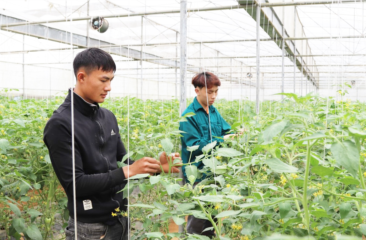 Ứng dụng công nghệ cao là chìa khóa để thành viên HTX Mộc Châu nâng cao giá trị sản xuất.