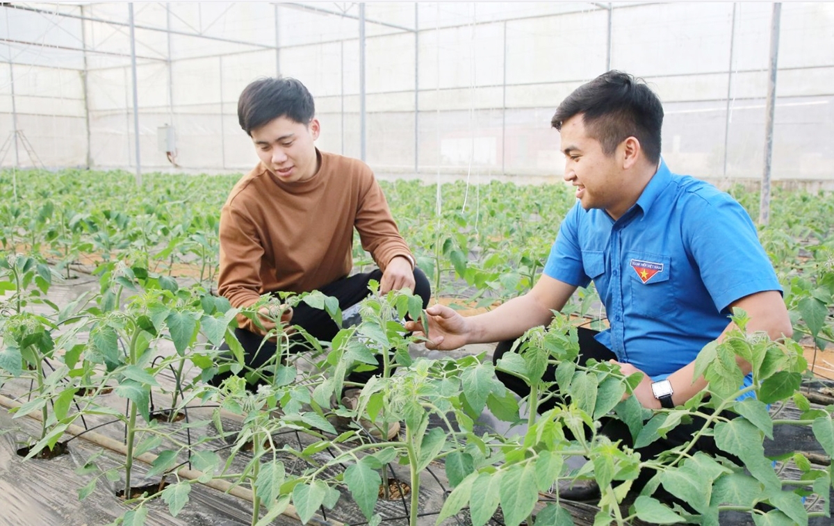 Thành viên HTX Mộc Châu trong khu nhà màng hiện đại của HTX.