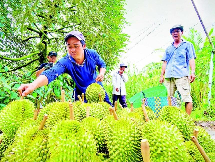 Nhu cầu tiêu thụ và xuất khẩu phục hồi trong khi nguồn cung hạn chế, khiến giá sầu riêng trái vụ tăng trở lại.
