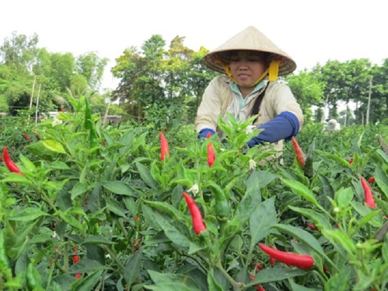 Ớt tươi đỏ lửa cuối năm, thu hoạch tới đâu, thương lái mua hết tới đó