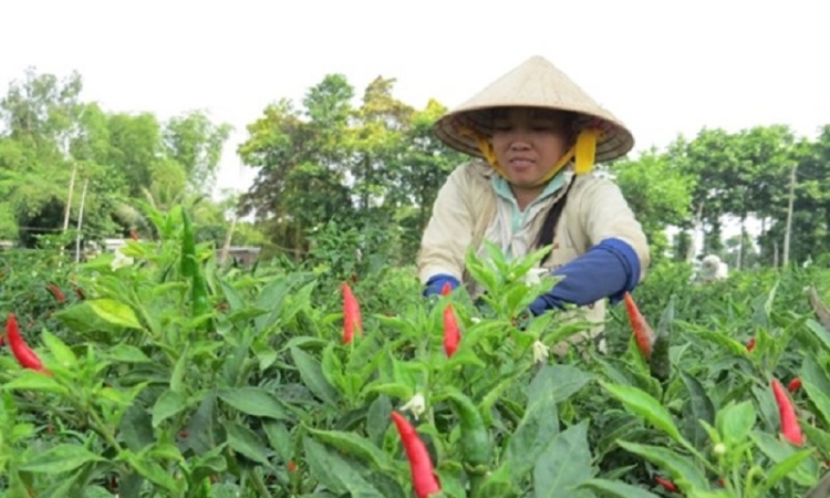 Ớt tươi đỏ lửa cuối năm, thu hoạch tới đâu, thương lái mua hết tới đó