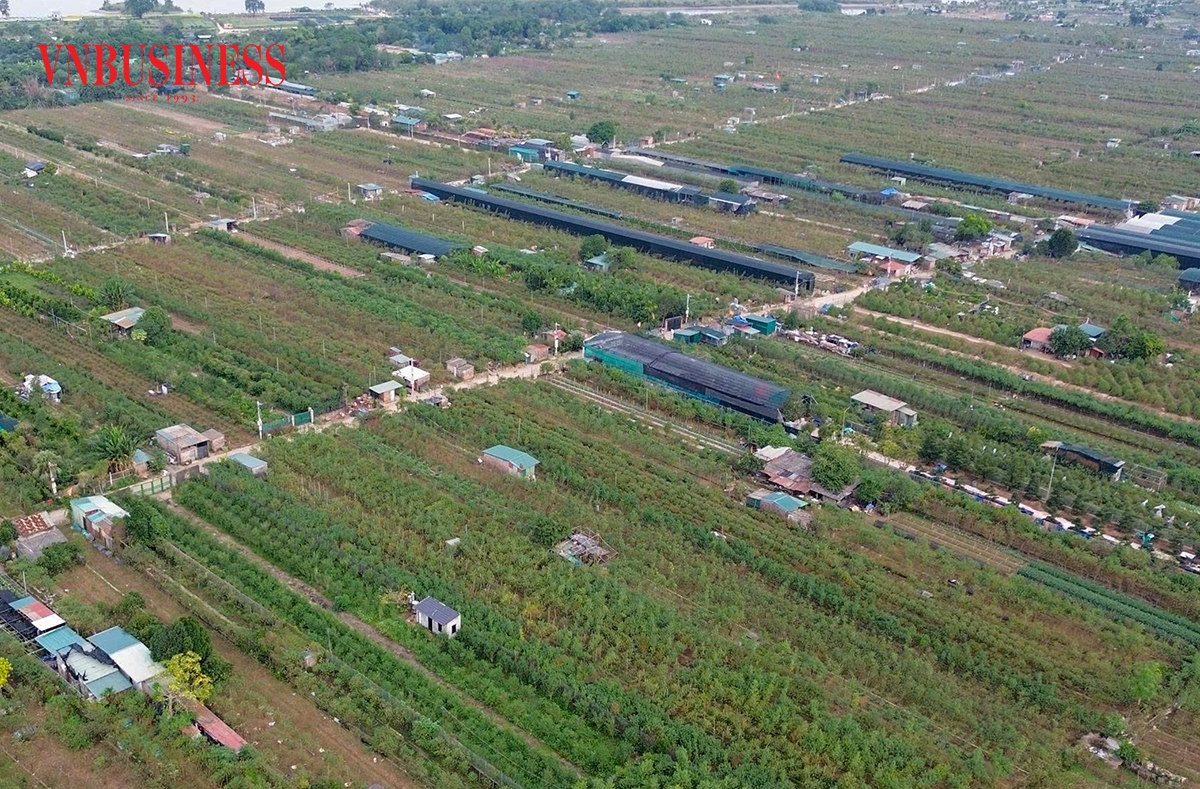 Cận Tết, là thời điểm bận rộn nhất của làng quất Tứ Liên, khi các khu vườn đồng loạt chuẩn bị cho mùa quất Tết ra phố.