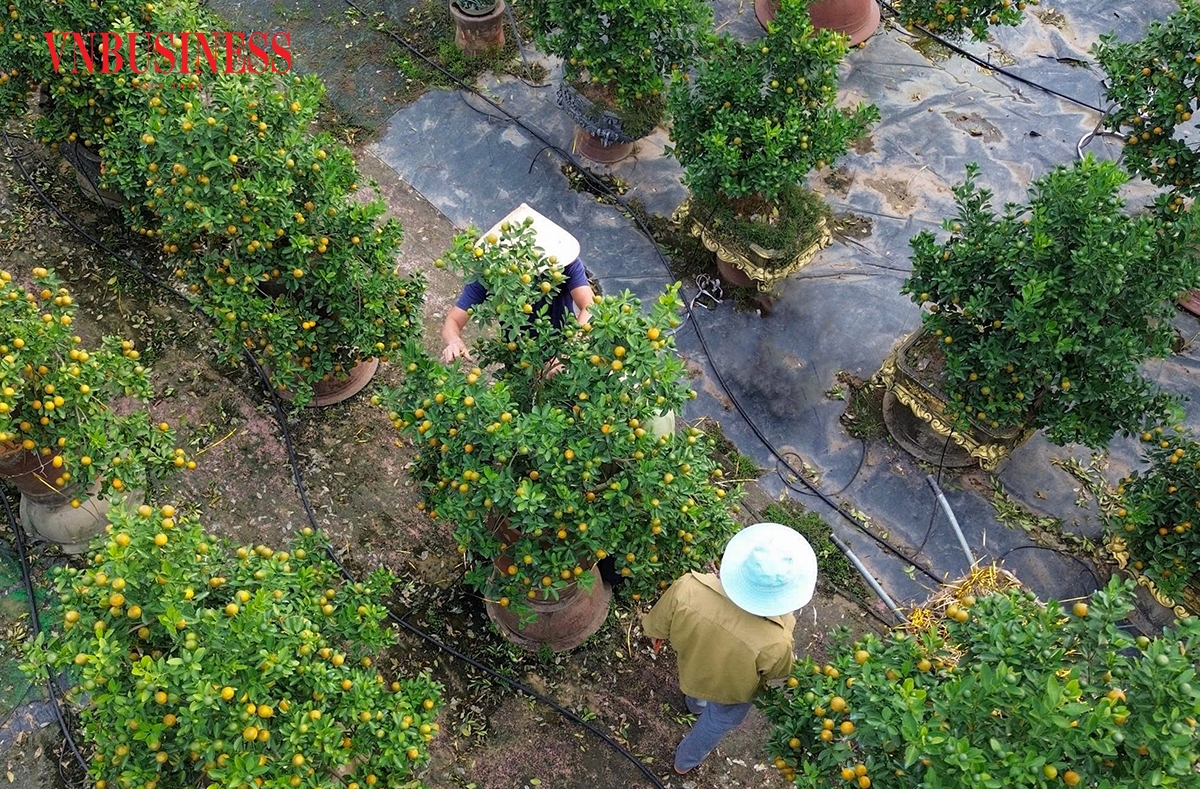 Đây là thời điểm quất trong vườn bước vào công đoạn uốn cành, chỉnh dáng, khâu then chốt quyết định dáng vẻ và giá trị của quất Tết.