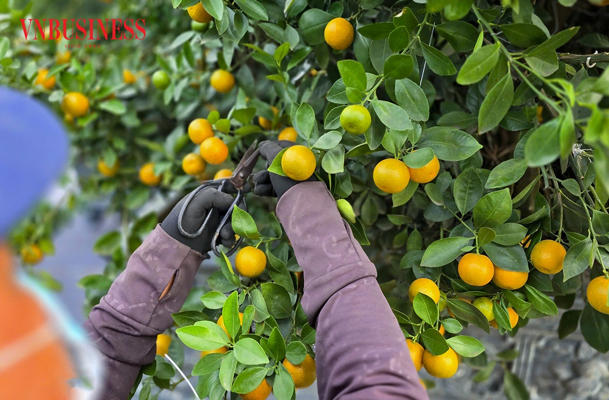 Từ sáng sớm, người trồng đã có mặt tại vườn, lặng lẽ làm việc giữa những hàng quất, tranh thủ từng ngày để kịp hoàn thiện cây trước thời điểm xuất bán.