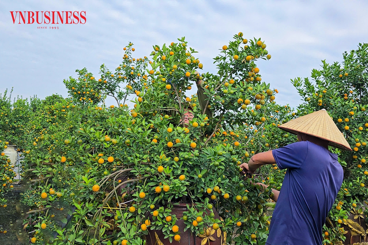 Uốn cành, nắn tán là công việc đòi hỏi sự khéo léo và kinh nghiệm lâu năm, bởi mỗi dáng cây đều phản ánh con mắt thẩm mỹ và tay nghề của người trồng.