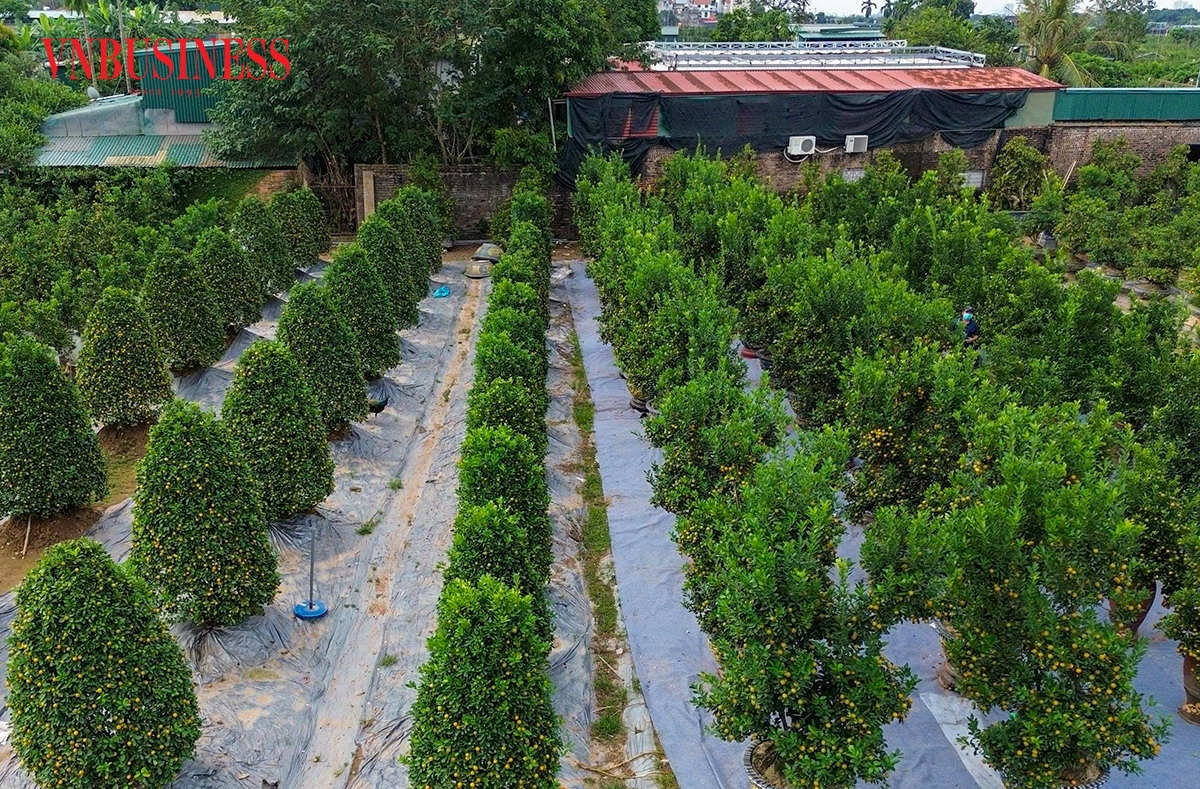 Từ quất lùm truyền thống đến quất bonsai, quất tiểu cảnh, mỗi loại đều được chăm chút cẩn thận để giữ dáng hài hòa và ổn định trong suốt mùa Tết.