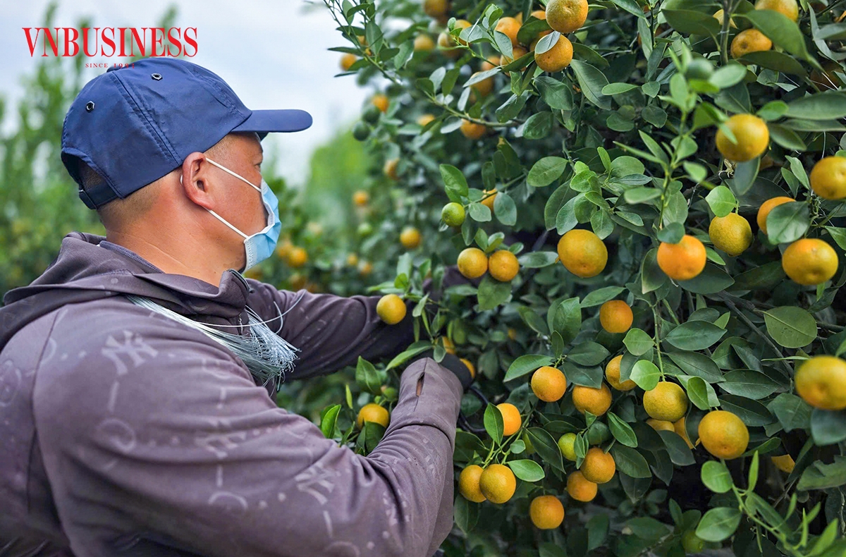 Dây thép và cọc tre được sử dụng linh hoạt nhằm định hình tán cây, giúp các cành quất vào khuôn mà vẫn giữ được vẻ tự nhiên.