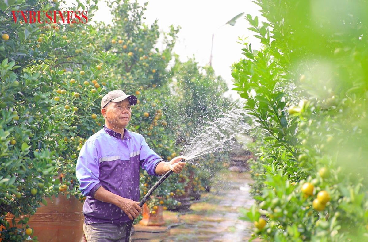 Song song với việc tạo dáng, người trồng phải kiểm soát chặt chẽ nước tưới và dinh dưỡng để hạn chế rụng quả, giữ lá xanh và màu quả bền đẹp.