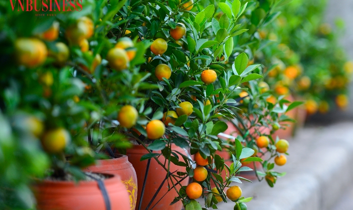 Hà Nội: Làng quất Tứ Liên chạy nước rút vào vụ Tết