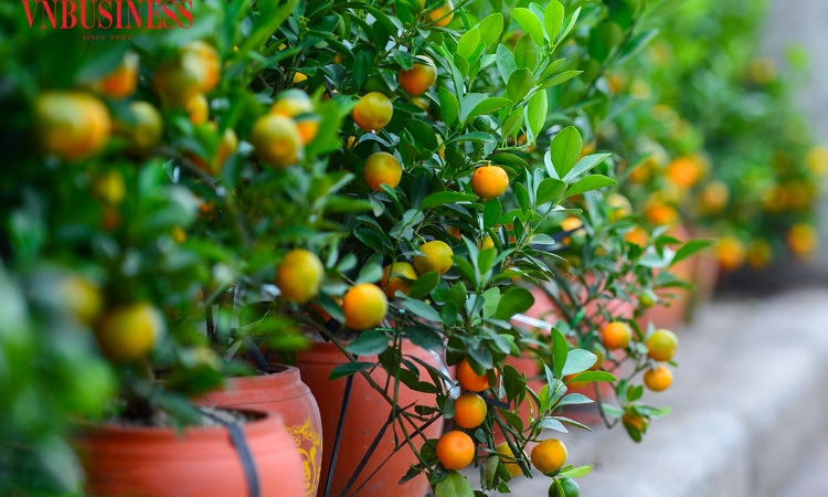 Hà Nội: Làng quất Tứ Liên chạy nước rút vào vụ Tết