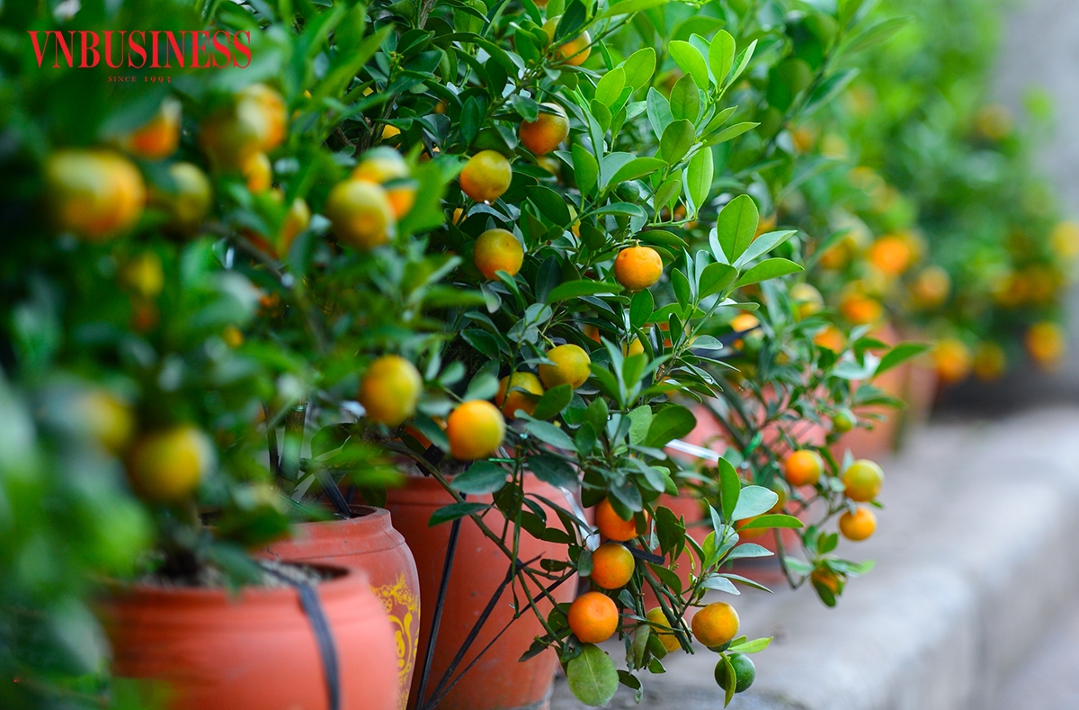 Theo quan niệm người chơi, một cây quất đẹp phải hội đủ hoa, quả chín, quả xanh và lộc non, biểu trưng cho sự đủ đầy, sinh sôi trong năm mới.