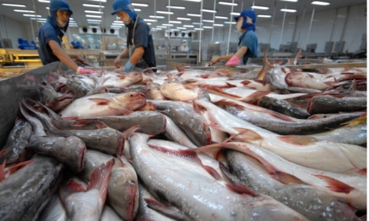 Cá tra Việt Nam duy trì triển vọng tích cực giữa nhiều sức ép cạnh tranh