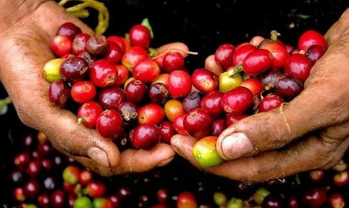 Giá cà phê tại khu vực Tây Nguyên tiếp tục neo ở mức cao