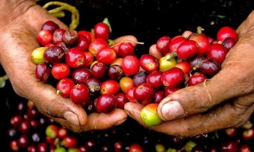 Giá cà phê tại khu vực Tây Nguyên tiếp tục neo ở mức cao