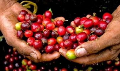 Giá cà phê tại khu vực Tây Nguyên tiếp tục neo ở mức cao