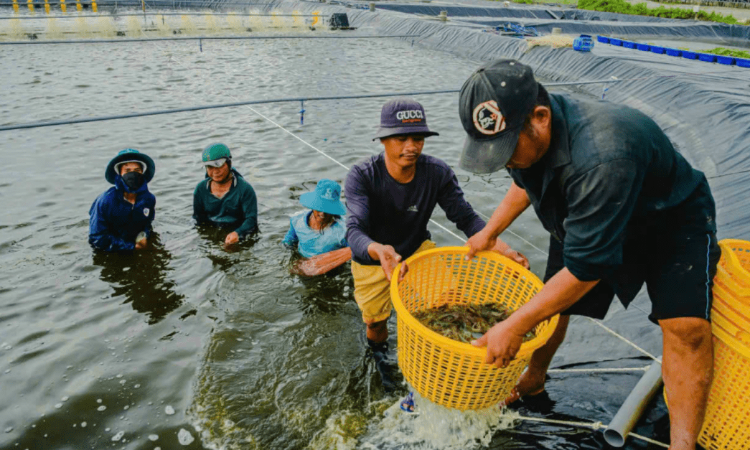 Tôm tăng giá kỷ lục, dự báo tiếp tục duy trì ở mức cao
