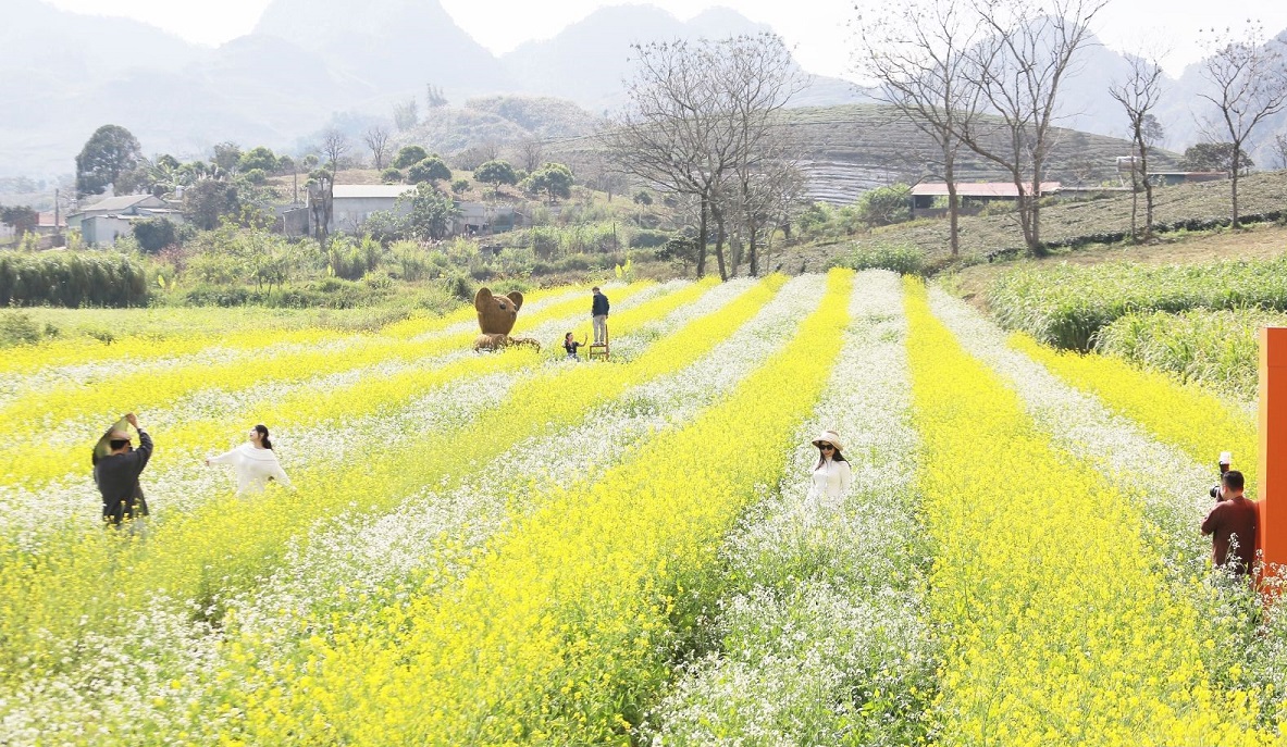Du khách chụp ảnh tại vườn hoa cải tại phường Mộc Châu, Sơn La.