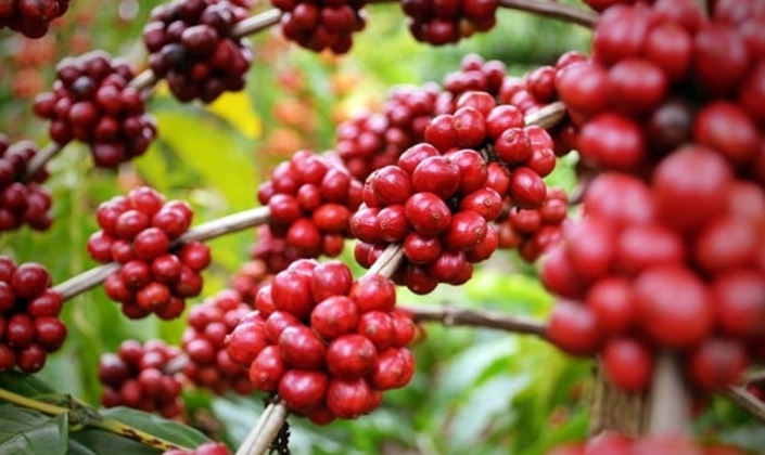 Giá cà phê giữ ổn định ở hầu hết các vùng trồng.