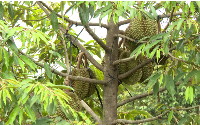 Trong 11 tháng năm 2025, xuất khẩu sầu riêng Việt Nam đạt hơn 3,6 tỷ USD, tăng 16,7% so với cùng kỳ 2024.