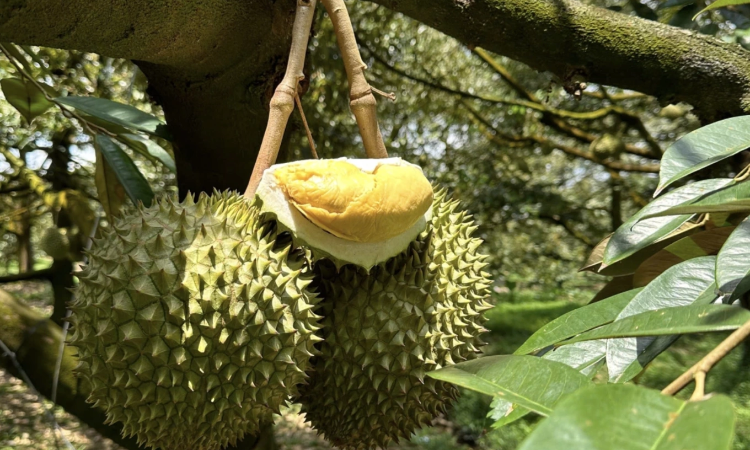 Sầu riêng Việt Nam áp sát Thái Lan tại Trung Quốc, chiếm gần 50% thị phần