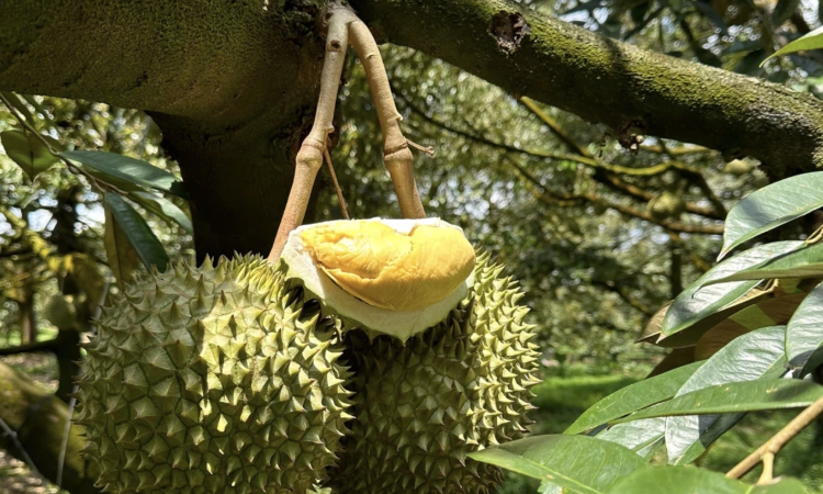 Sầu riêng Việt Nam áp sát Thái Lan tại Trung Quốc, chiếm gần 50% thị phần