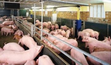 Cận Tết, giá heo hơi nhích lên, thị trường vào mùa cao điểm